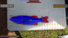Aingler — Fair, Fast, Fishing Tournaments